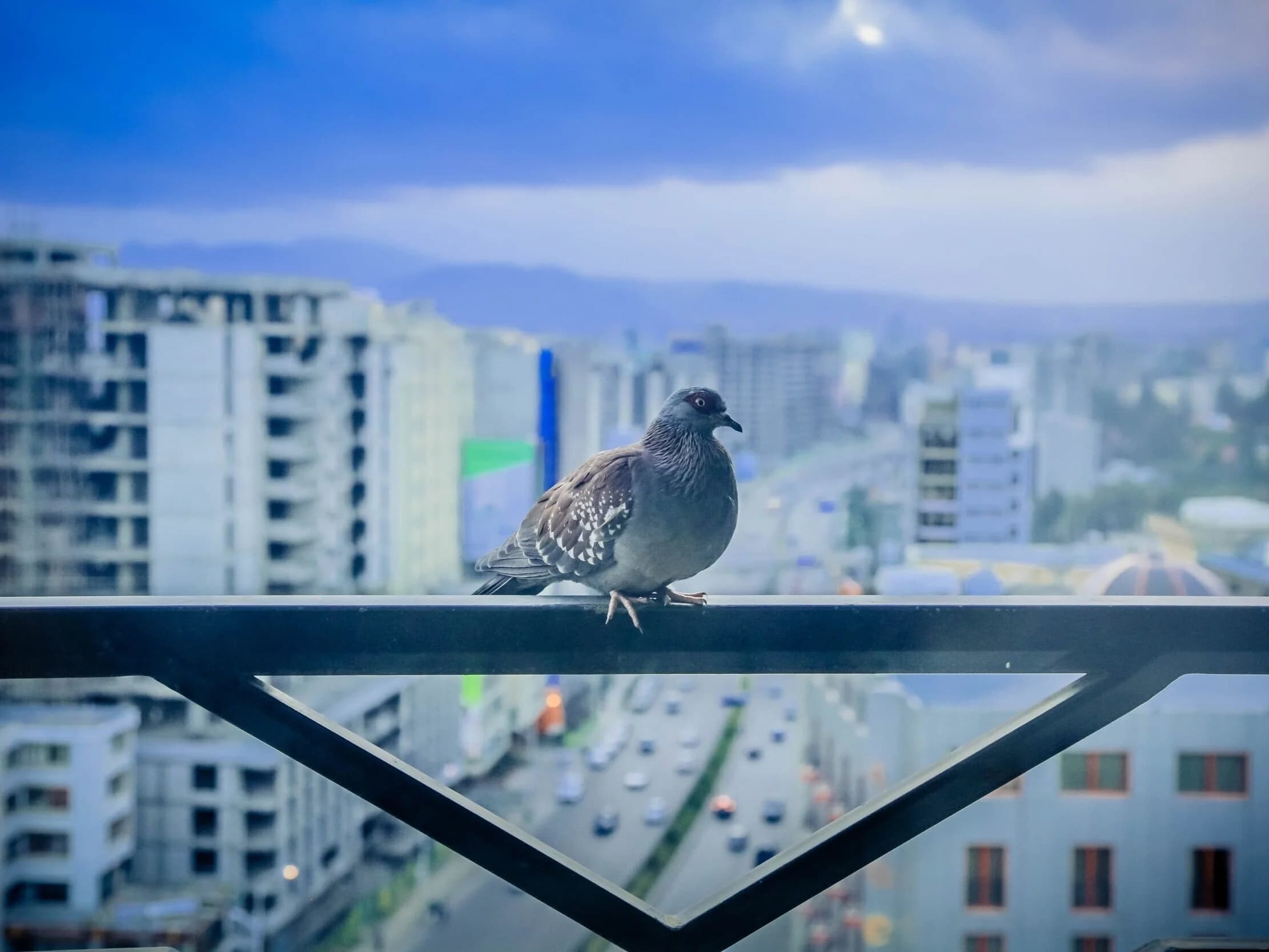 Bird and rodent control and exclusion work in Diamond Bar, CA