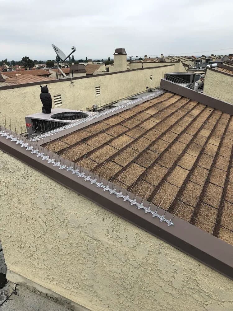 Bird deterrent spikes installed on a ledge
