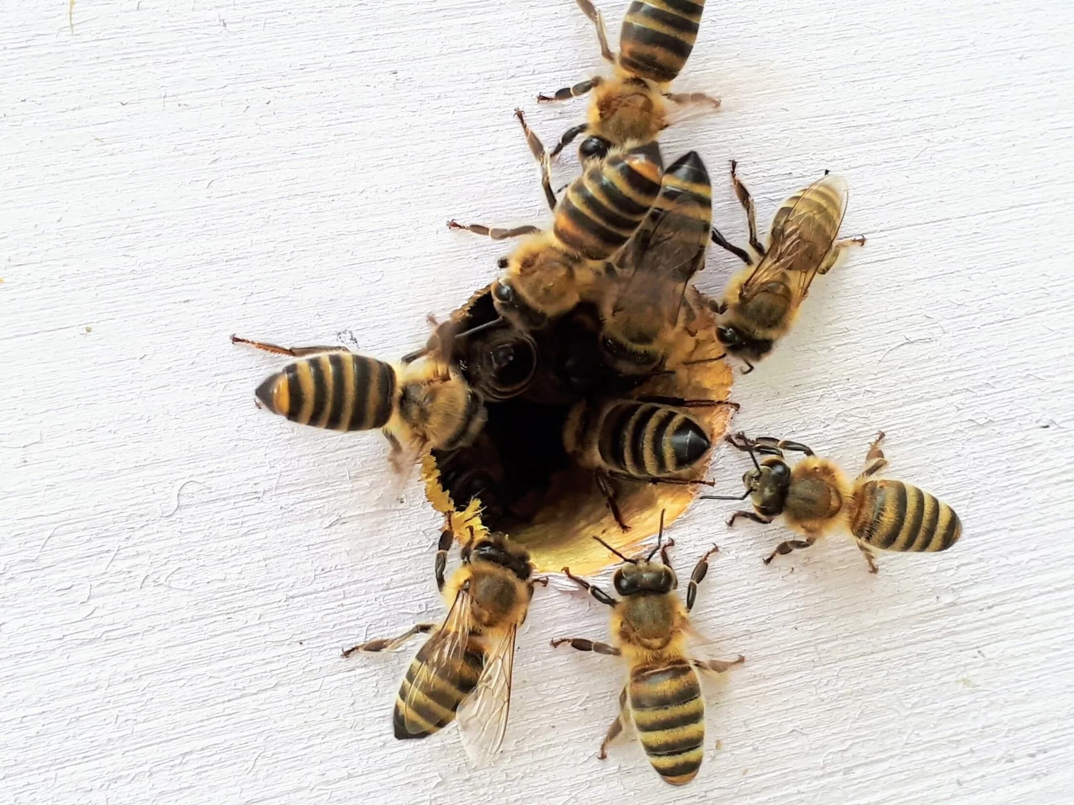 General pest control service for ants, roaches, and insects in Diamond Bar