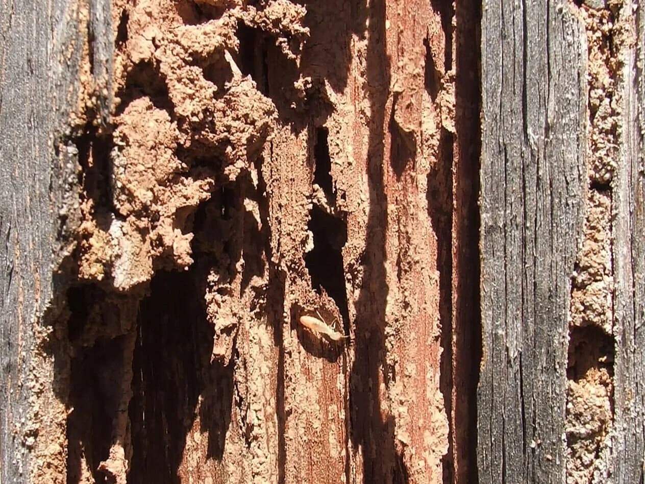Termite inspection and treatment for a Diamond Bar, CA home