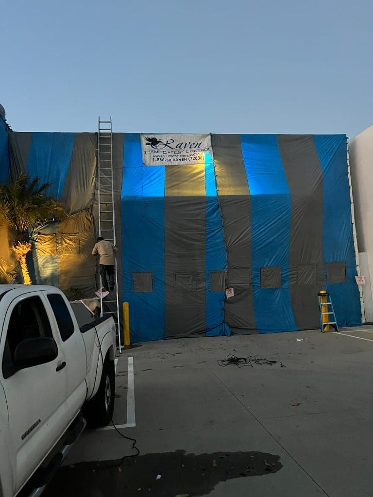 Raven technician on a ladder sealing a fumigation tent over a commercial building at dusk
