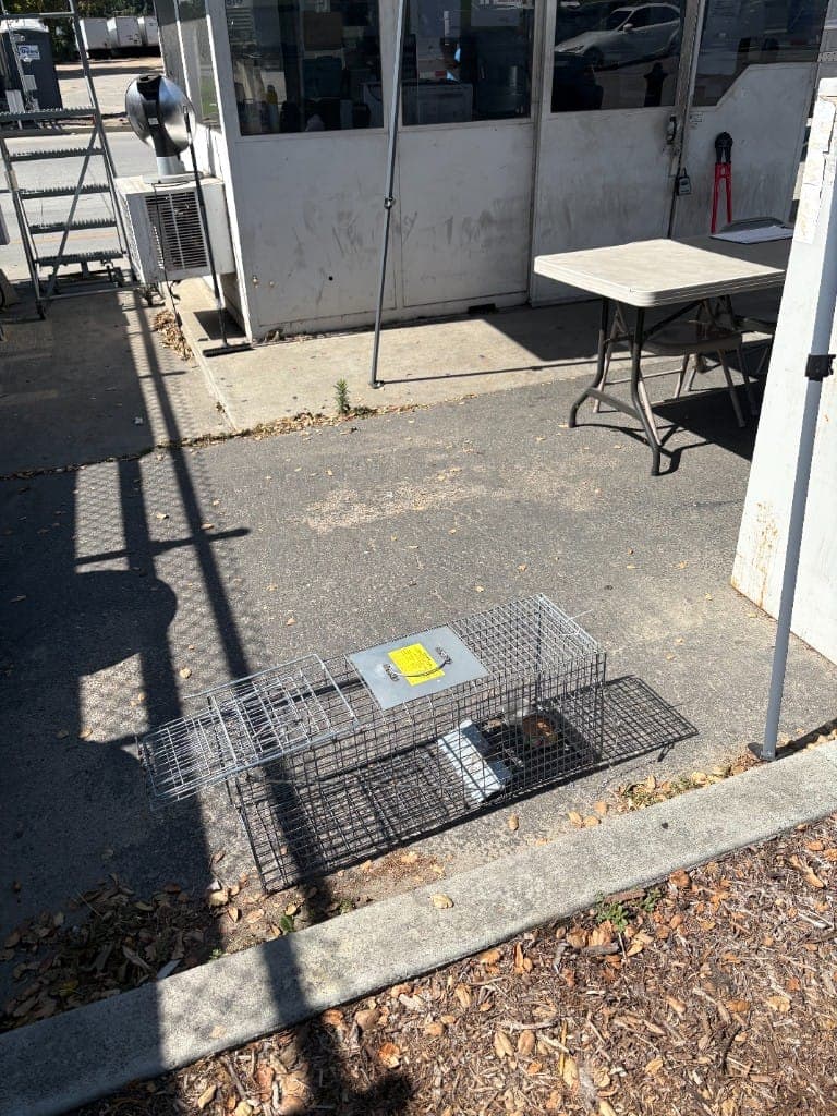 Humane live-catch cage trap set outside a commercial building