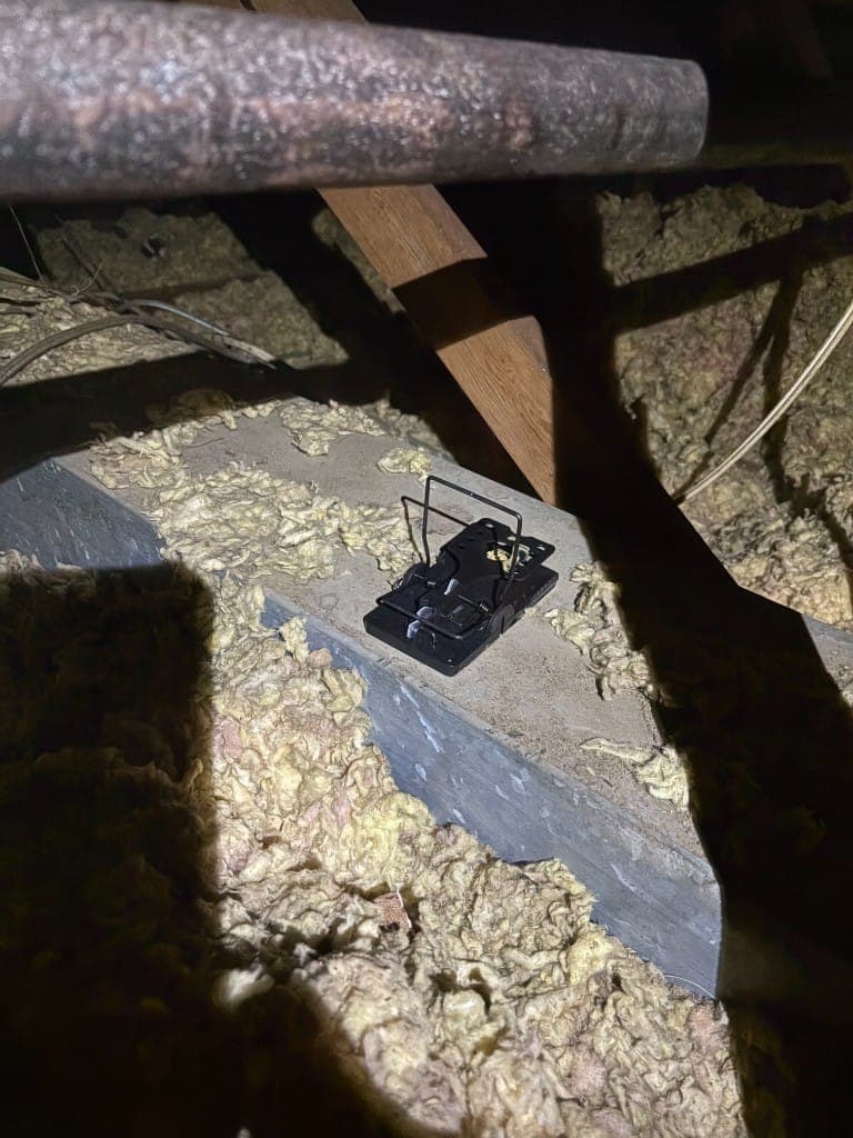 Snap trap set on insulation between joists in an attic